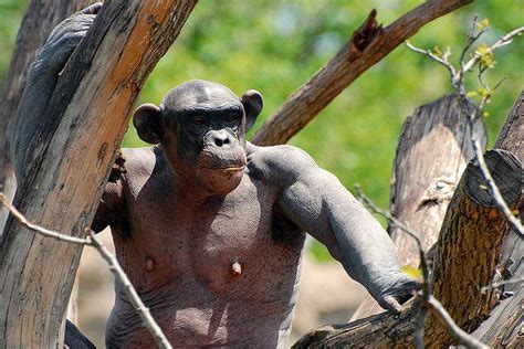 naked chimpanzee|The Naked Ape